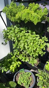 Bringing your strata garden to life. The Genesis team share their tips and tricks for growing a green haven on your balcony this spring…